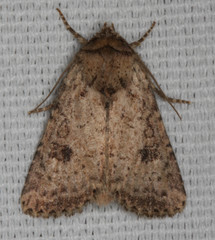 Homorthodes communis