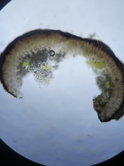 Carbonea vorticosa