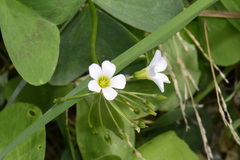 Oxalis latifolia