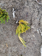 Austrolycopodium magellanicum