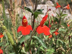 Erythranthe verbenacea