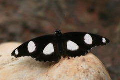 Hypolimnas misippus