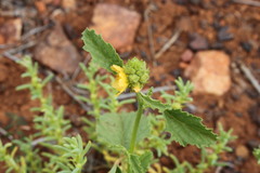 Malvastrum americanum