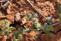 Medicago laciniata