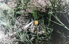 Zephyranthes filifolia