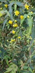 Berberis nevinii