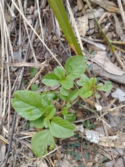 Amaranthus blitum oleraceus