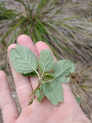 Amaranthus blitum oleraceus