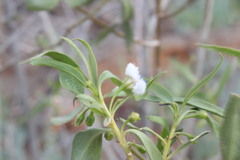 Myoporum acuminatum