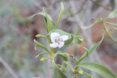 Myoporum acuminatum