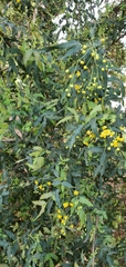 Berberis nevinii