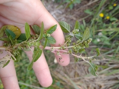 Amaranthus blitum oleraceus