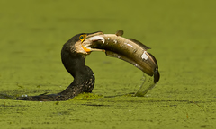 Phalacrocorax carbo