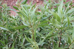 Myoporum acuminatum