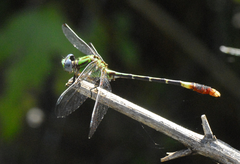 Erpetogomphus bothrops