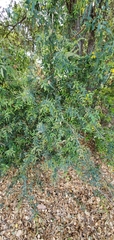 Berberis nevinii