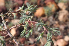 Neobassia proceriflora