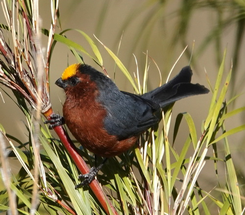 Plushcap (Catamblyrhynchus diadema), photo 9
