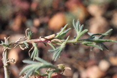 Neobassia proceriflora