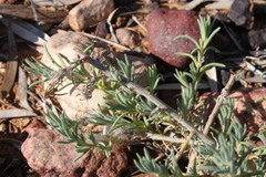 Neobassia proceriflora