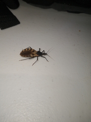 Triatoma dimidiata