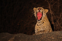 Panthera pardus fusca