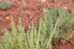 Panicum decompositum