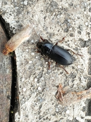 Carabidae