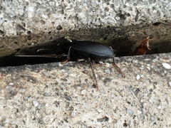 Carabidae
