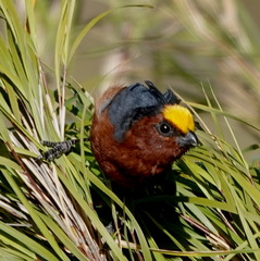 Catamblyrhynchus diadema