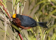 Catamblyrhynchus diadema