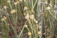 Pimelea simplex