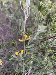Acmispon dendroideus dendroideus