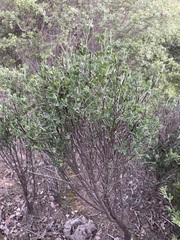 Acmispon dendroideus dendroideus