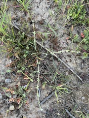 Pectocarya linearis ferocula
