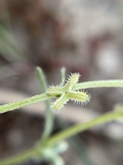 Pectocarya linearis ferocula