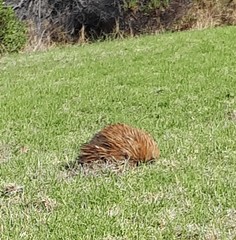 Tachyglossus aculeatus multiaculeatus