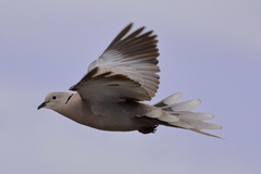 Streptopelia decaocto