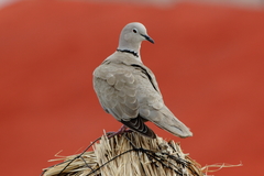Streptopelia decaocto