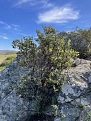 Arctostaphylos catalinae