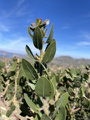 Arctostaphylos catalinae