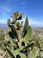 Arctostaphylos catalinae