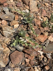 Pectocarya recurvata