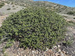 Ceanothus megacarpus insularis