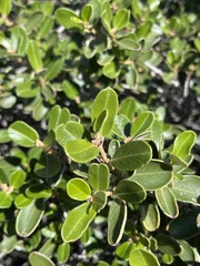 Ceanothus megacarpus insularis