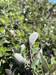 Ceanothus megacarpus insularis