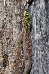 Phelsuma standingi