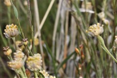 Pimelea simplex