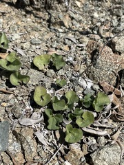 Dichondra occidentalis