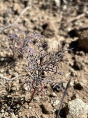 Sibara filifolia